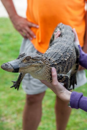 Person_holds_gator_at_Alligator_Alley.jpg