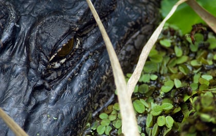Natural Beauties: Louisiana's State Parks