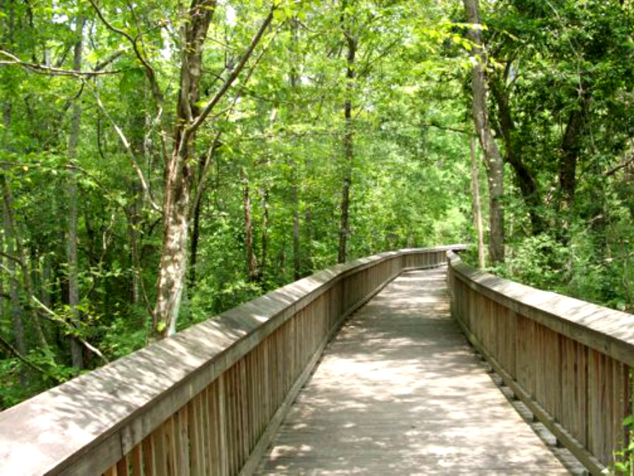 Tickfaw_State_Park_board_walk.jpg