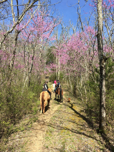 Horse_Farm_Vacation_in_Tennessee_Rethink_Rural.jpg