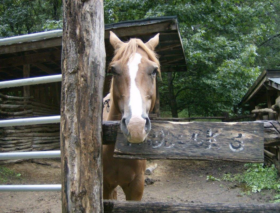 Twin_Valley_Horse_Ranch_Rethink_Rural.jpg