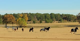 Field at Aunique Ranch