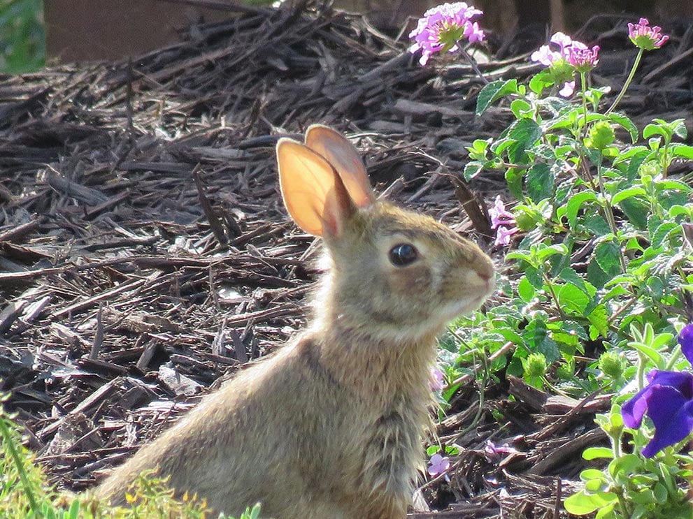 rabbit on trail