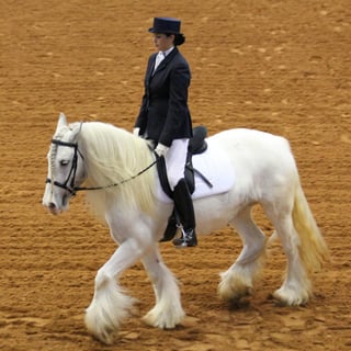 Gypsy Cob Horses