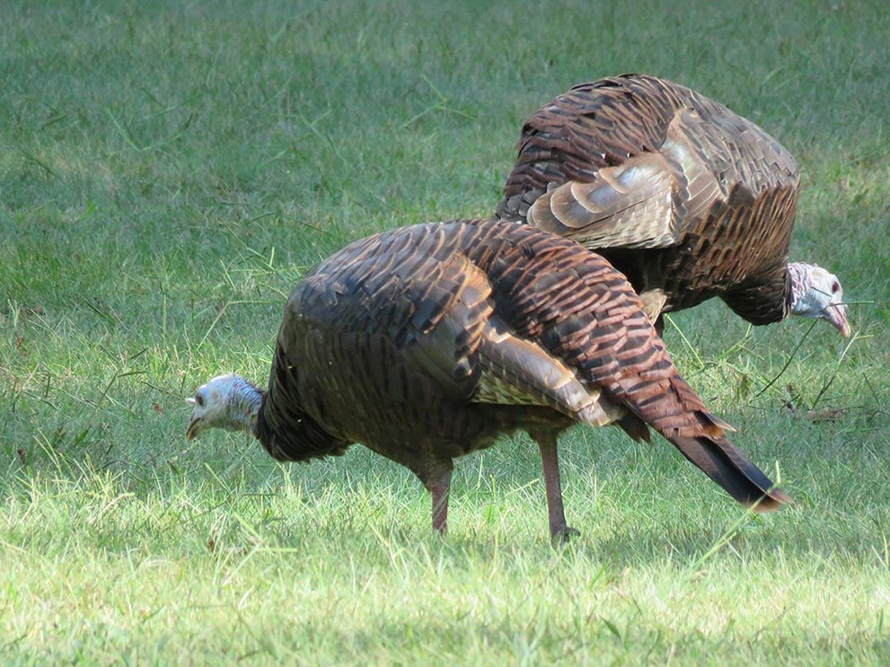 wild-turkeys.jpg