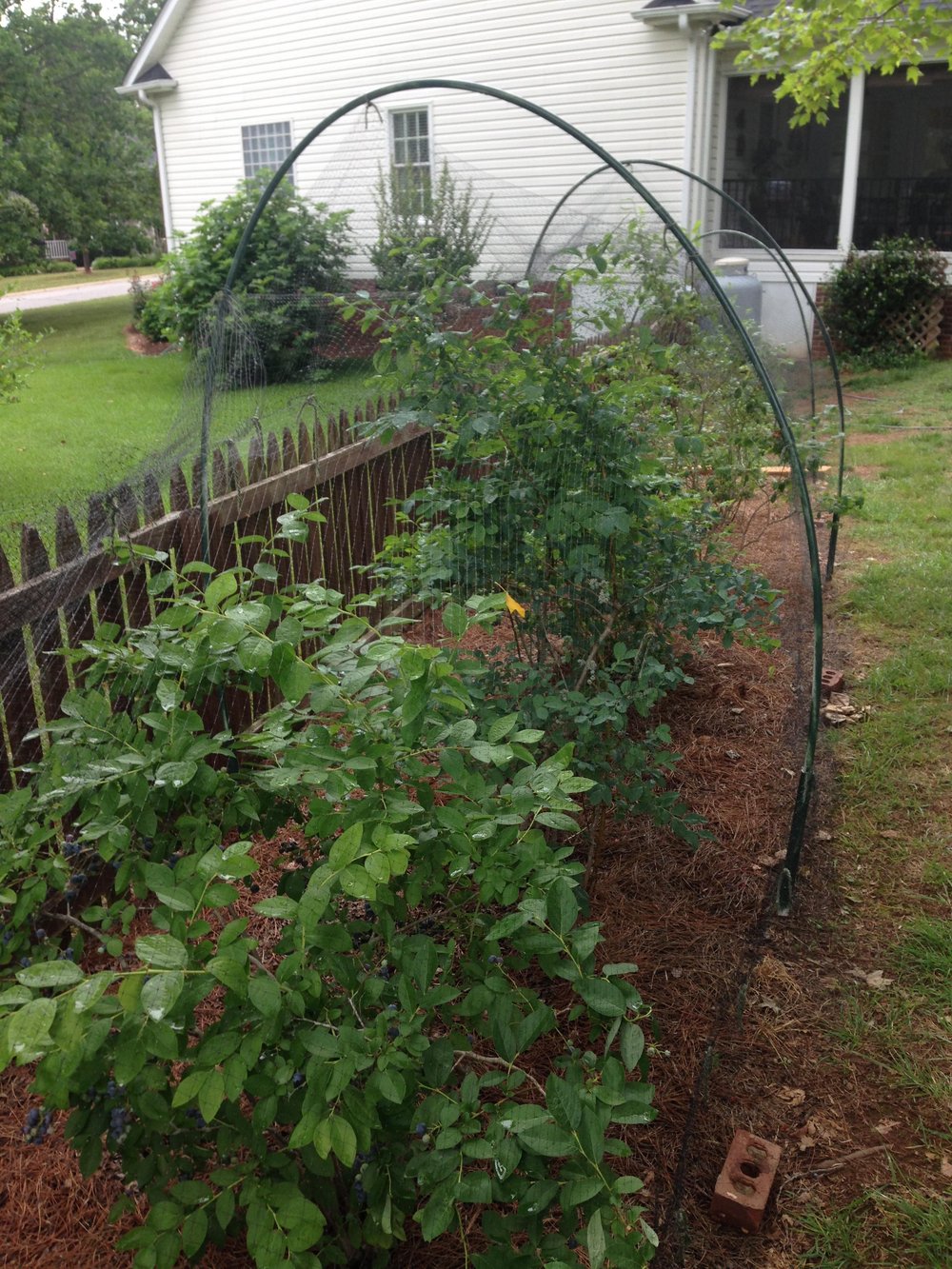 how to plant blueberries