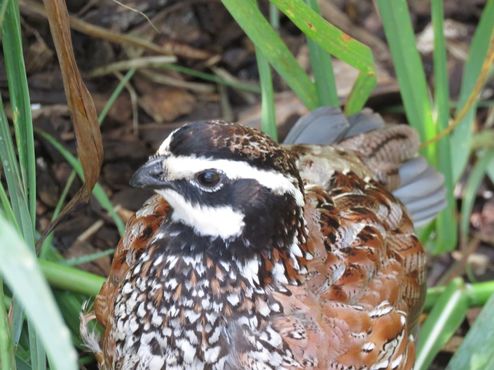 Bob white cock quail