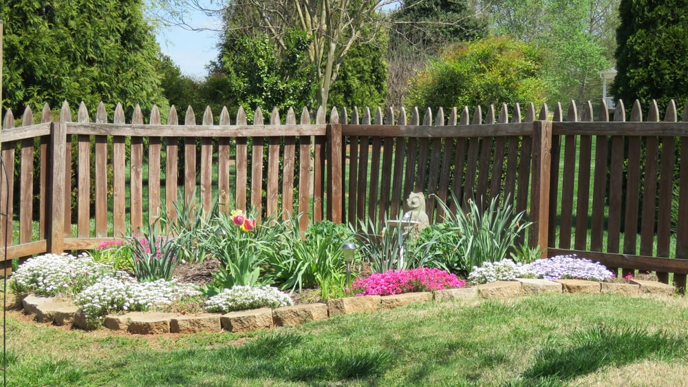 Candy tuft and thrift use for border in butterfly garden