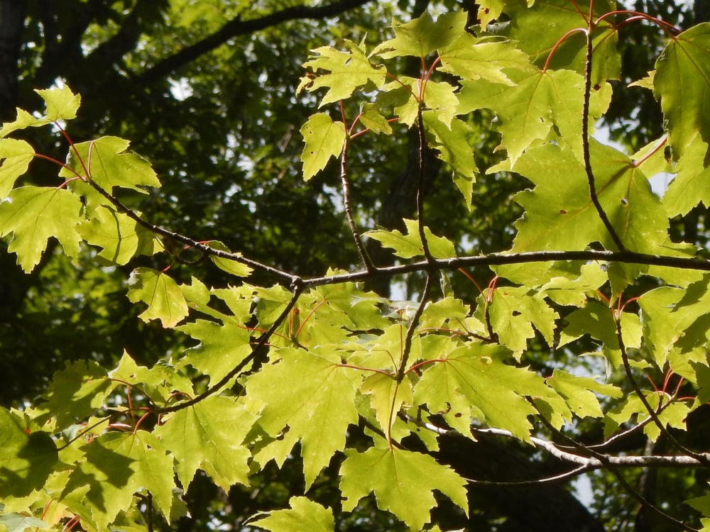 trees capture carbon