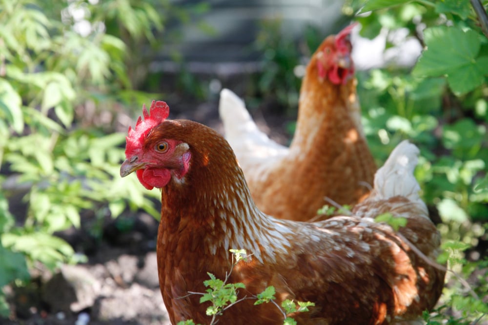 Chicken in Garden-1