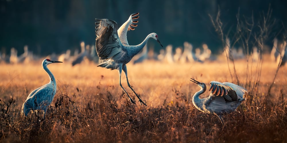 Christopher Baker--Sandhill cranes