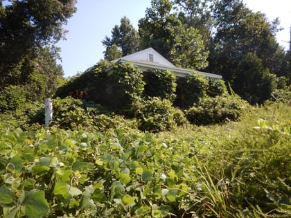 How to Control Invasive Plant Species in the South