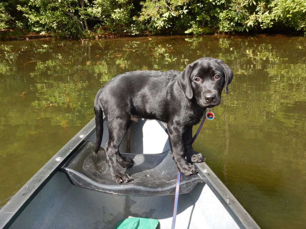 adventure dog training