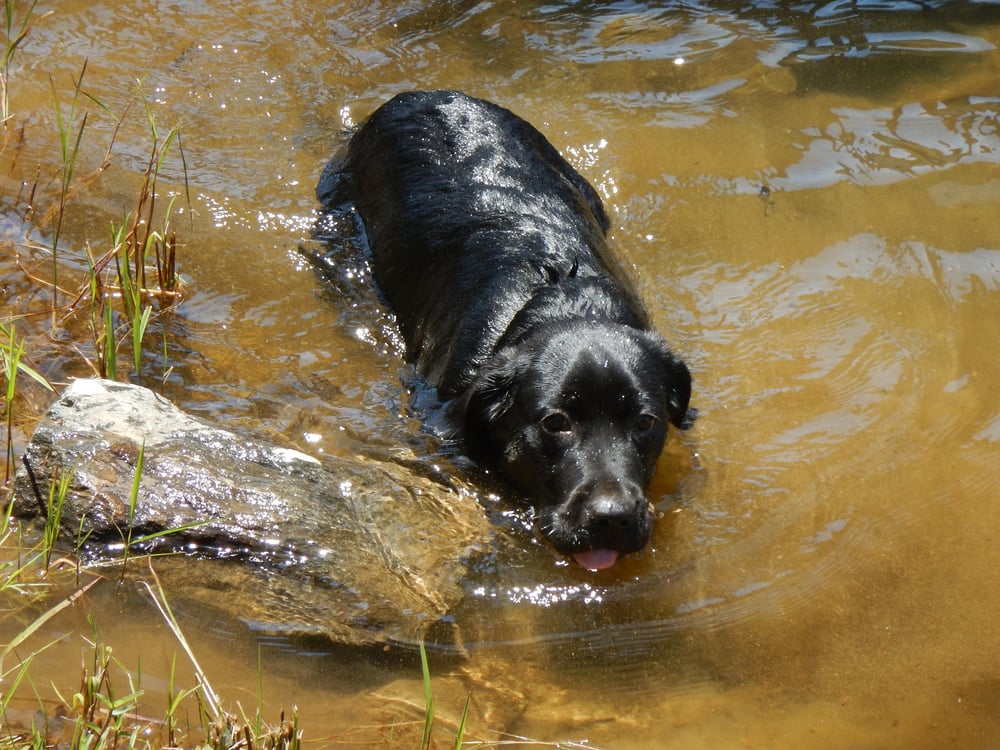 online dog training