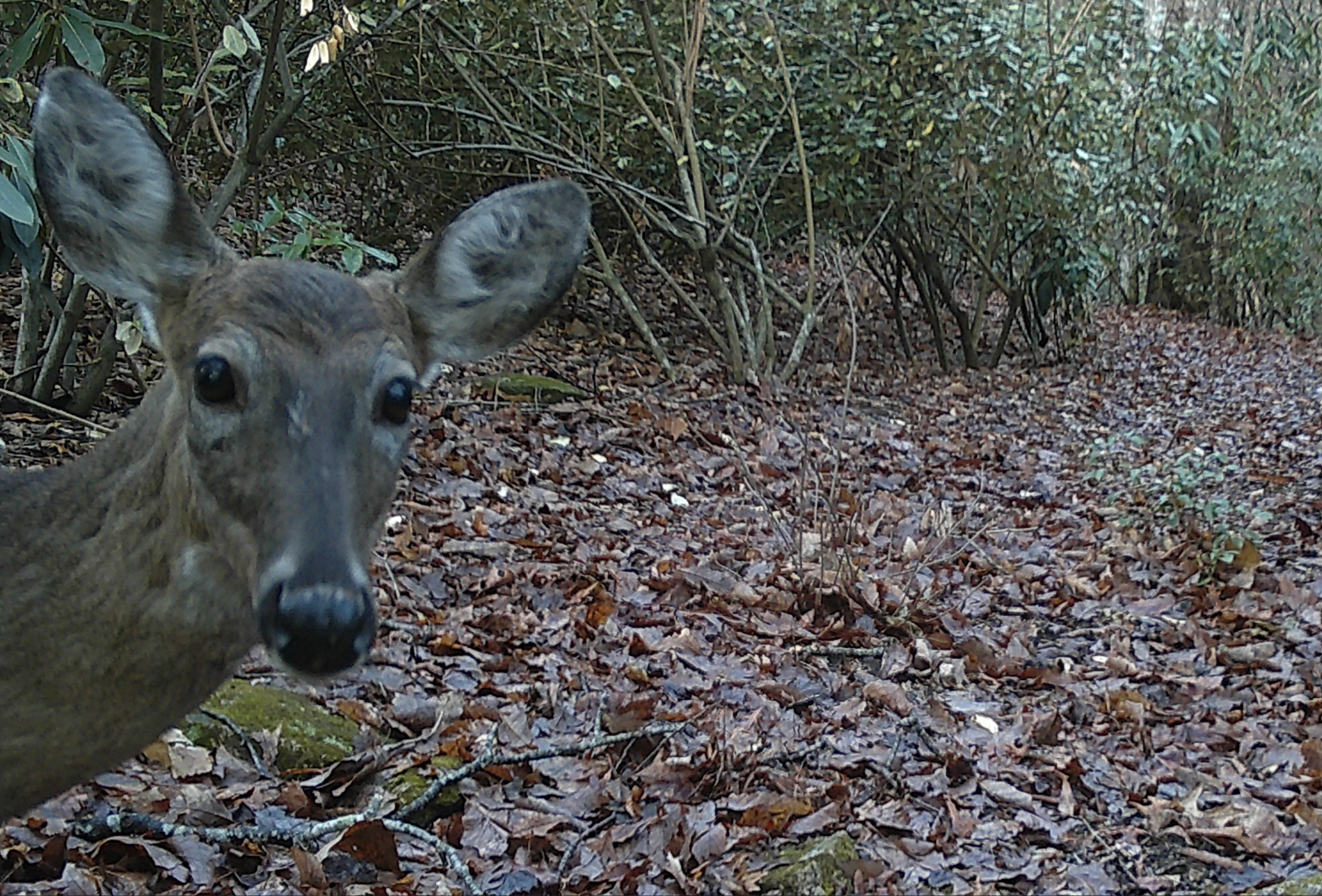 Deer