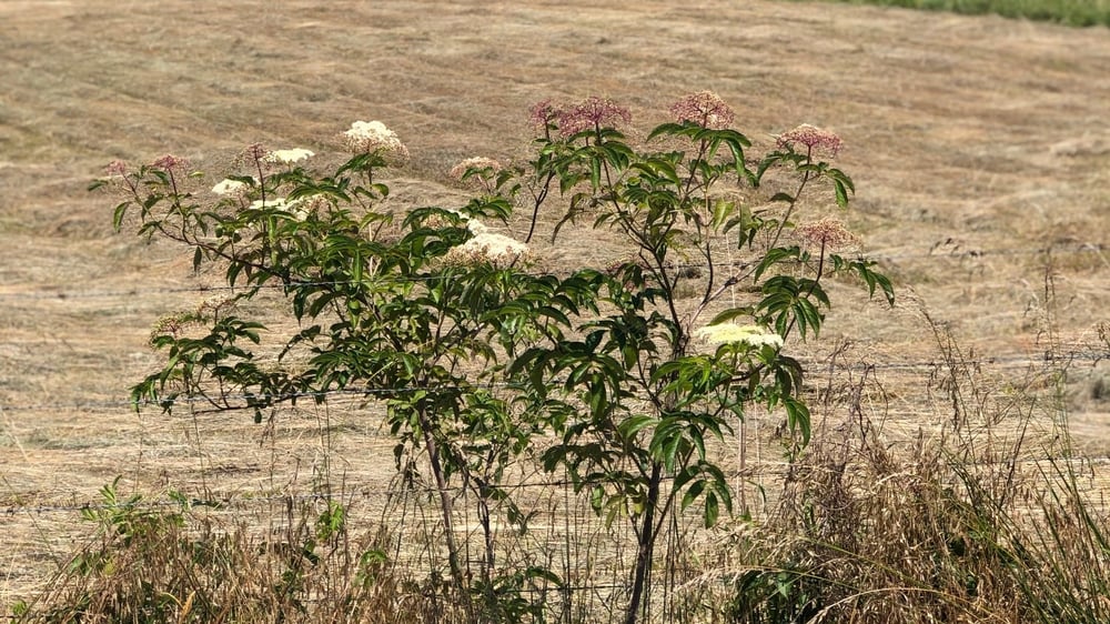 Elderberry bush scenic landscape