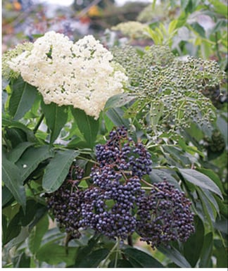 Elderberry bush