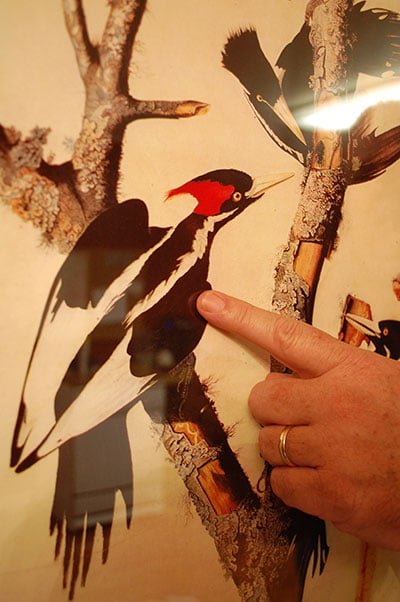 ivory billed woopecker