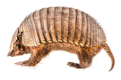 400_armadillo.jpg