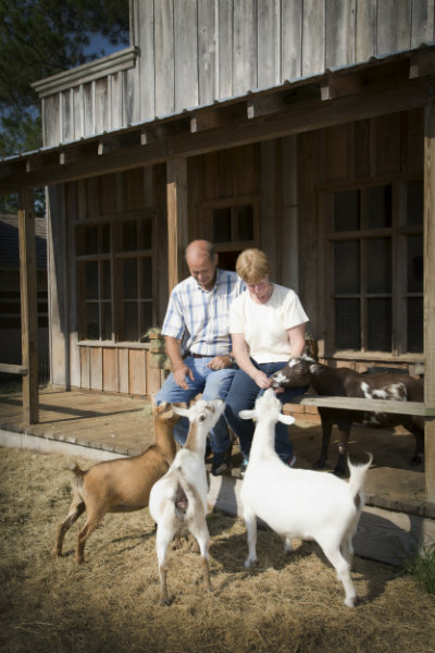 Feeding goats at their western themed home