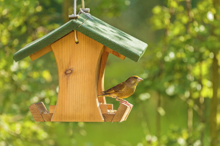 how to make your yard a bird sanctuary