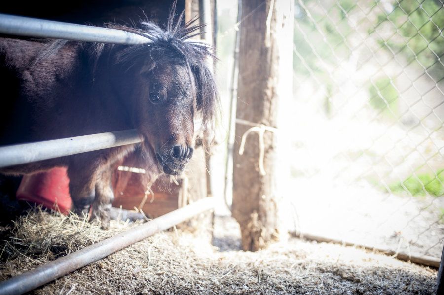 farm-based daycare Jacksonville FL