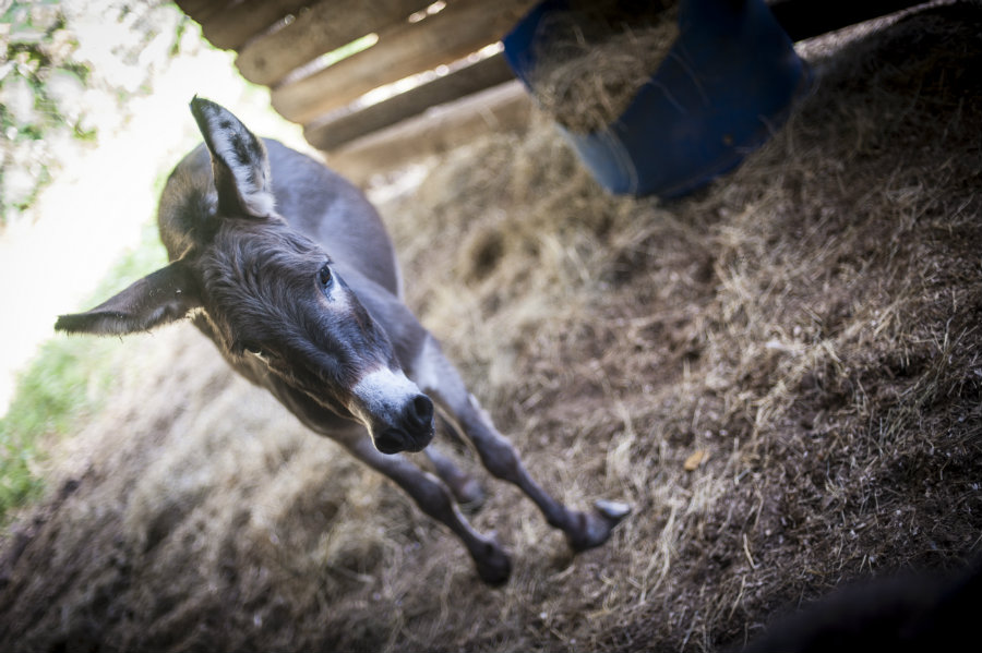 Club footed donkey