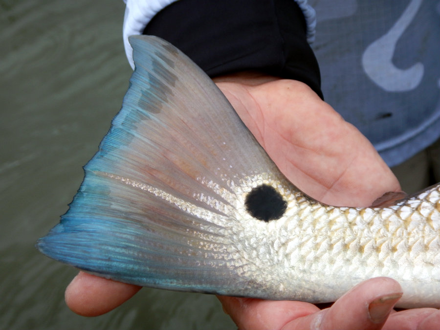 redfish from flyfishing charter