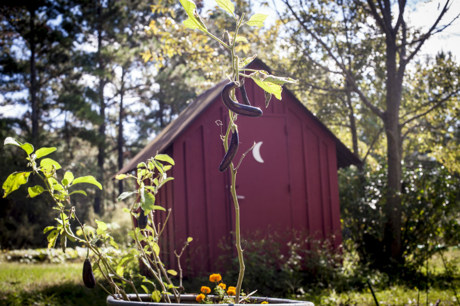 vegetables planted by kids