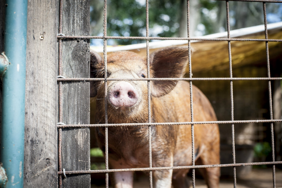 rescued pig at celestial farms