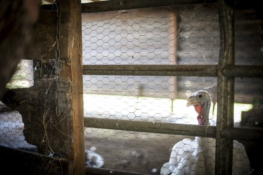 turkey at Celestial Farms