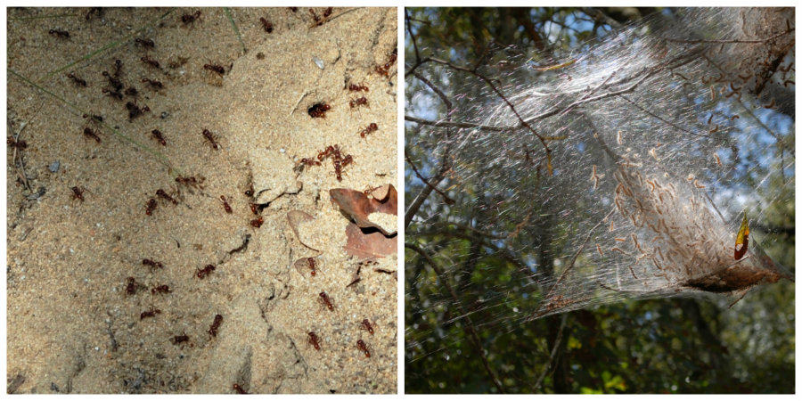 red ants and worms in georgia woods