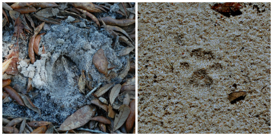 deer and bobcat prints