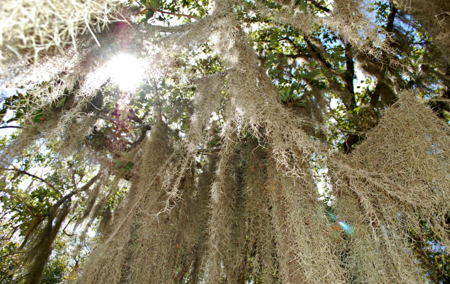 spanish moss in georgia backwoods