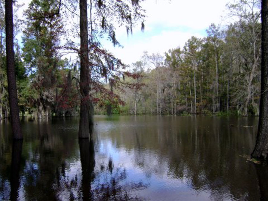 caddo lake in east texas