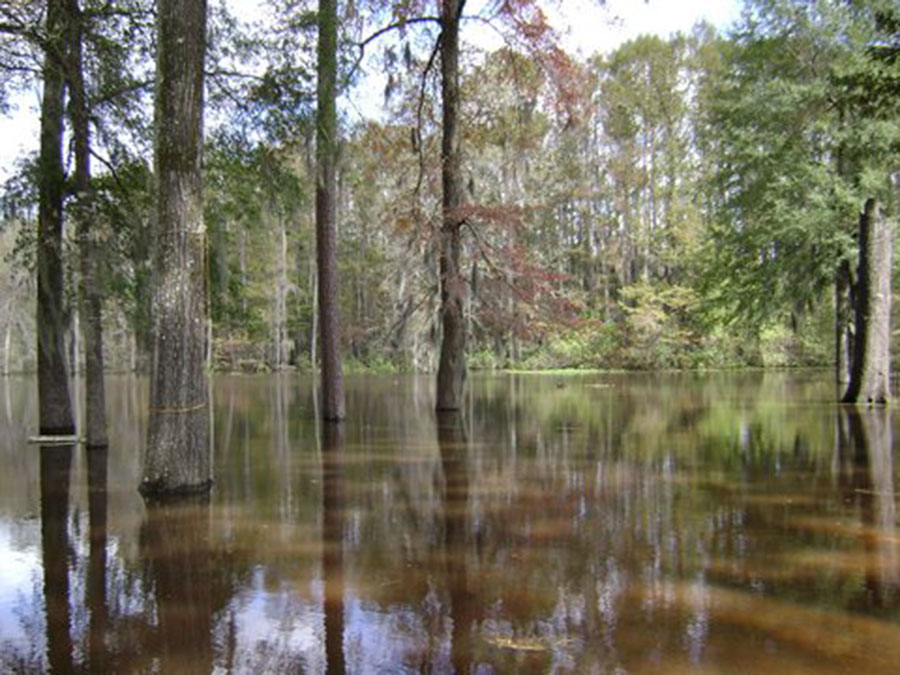 caddo lake in east texas