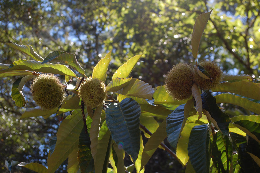 chestnuts growing on a tree