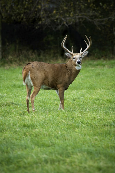 deer hunting scents