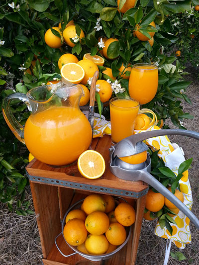 showcase of citrus is a you-pick orange farm in florida