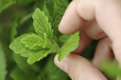 Pick your own herbs at this florida you pick farm