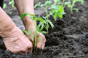 Hands In Dirt
