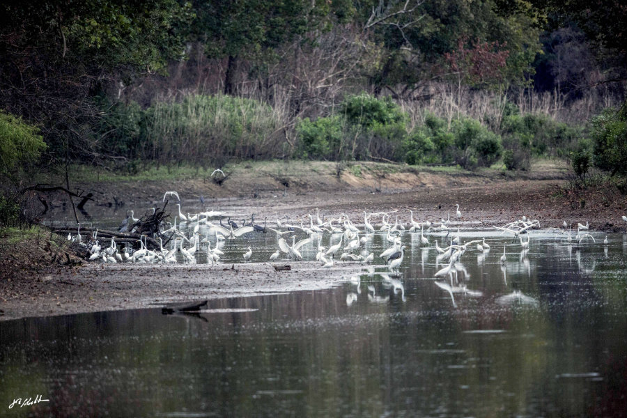 Bird watching in Tishomingo National Wildlife Refuge