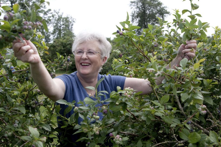 Mississippi has a number of blueberry pick your own farms