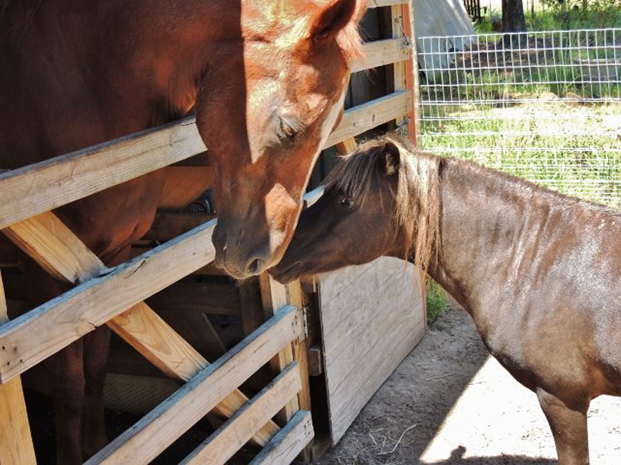 Horses nuzzle each other at NaVera Farms