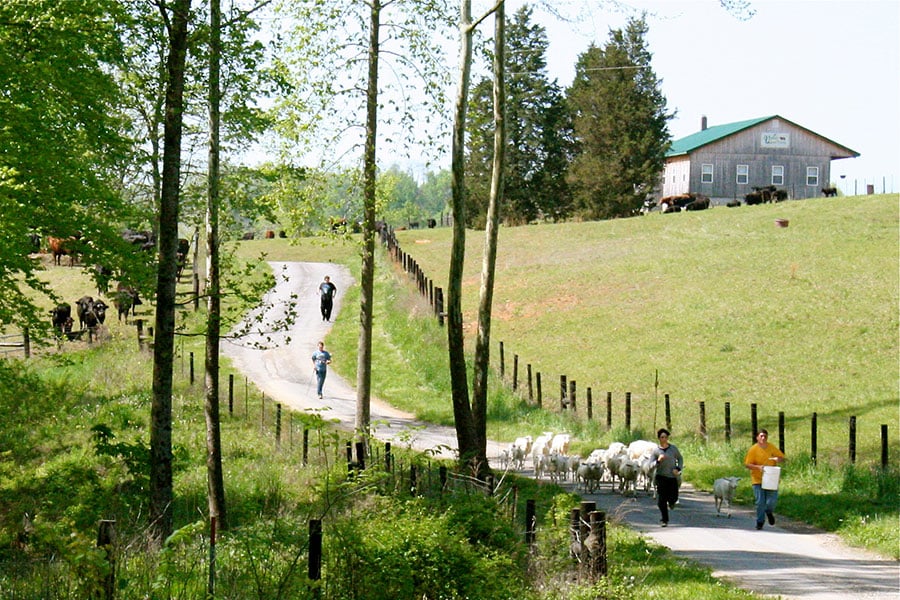 Eli leads a sheep run to another pasture