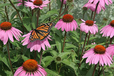 Purple cone flowers or echinacea