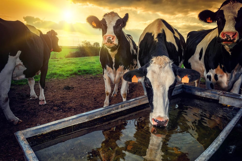 How many acres do you need to raise cattle?
