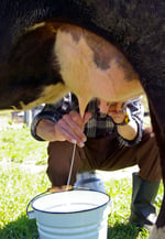 Rawmil Milking Low