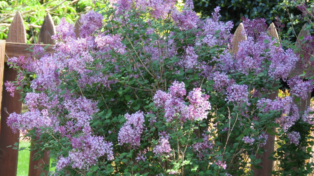 Flower gardening