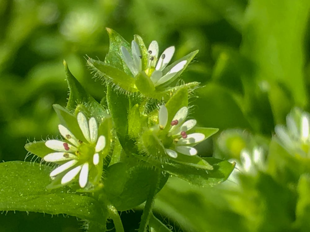 Foraging Beginners_Chickweed